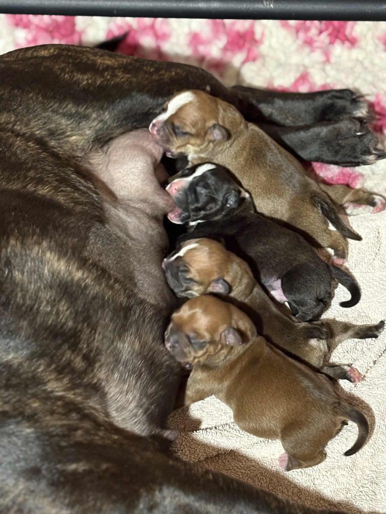 les bébés sont arrivées 