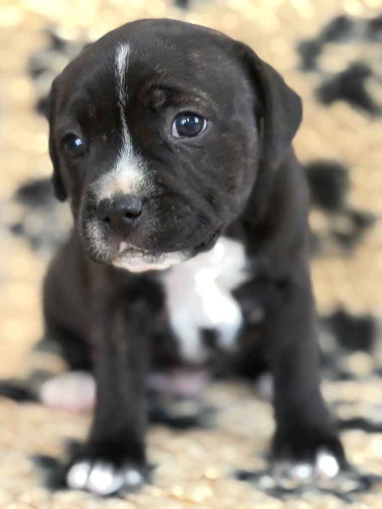 Les Ch'ti Viennois - Staffordshire Bull Terrier - Portée née le 19/08/2025