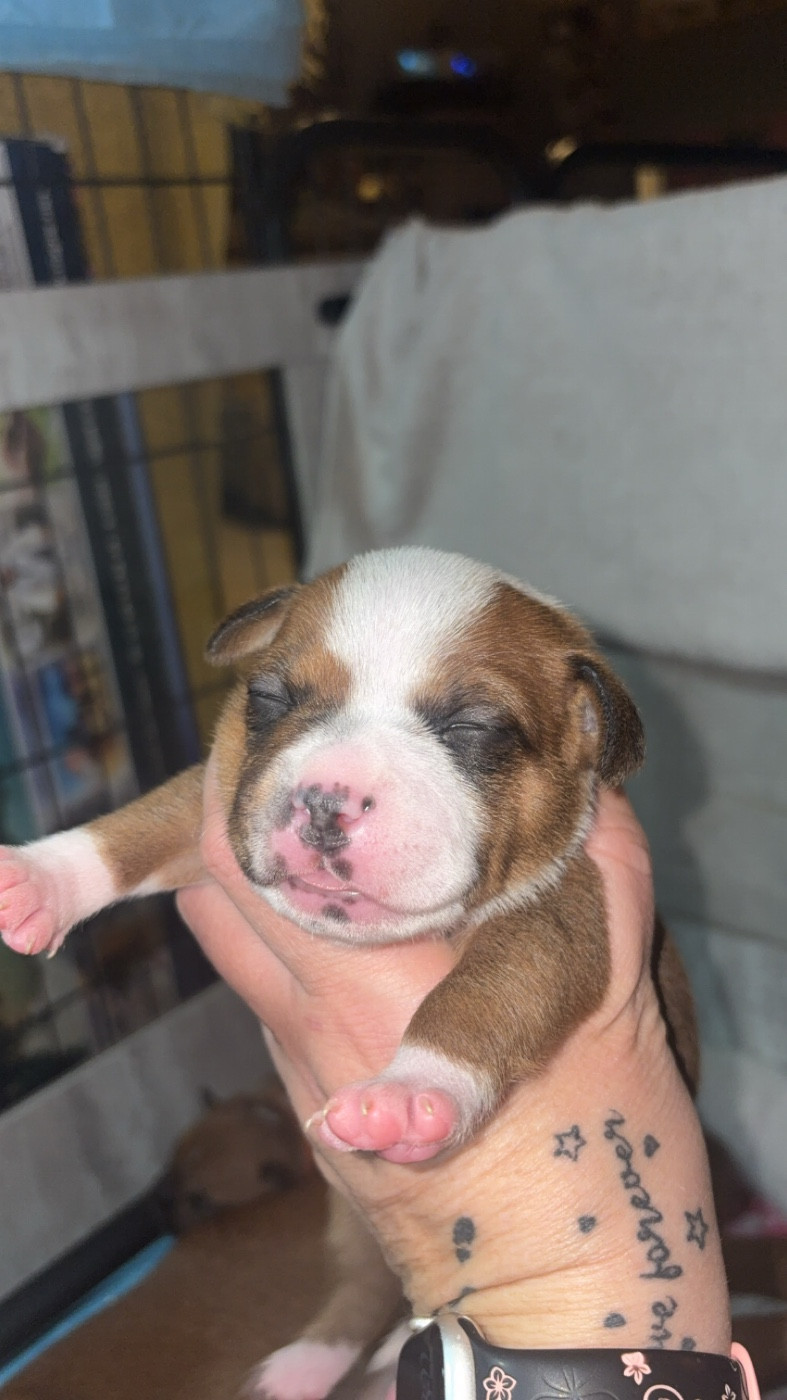 Les Ch'ti Viennois - Chiots disponibles - Staffordshire Bull Terrier