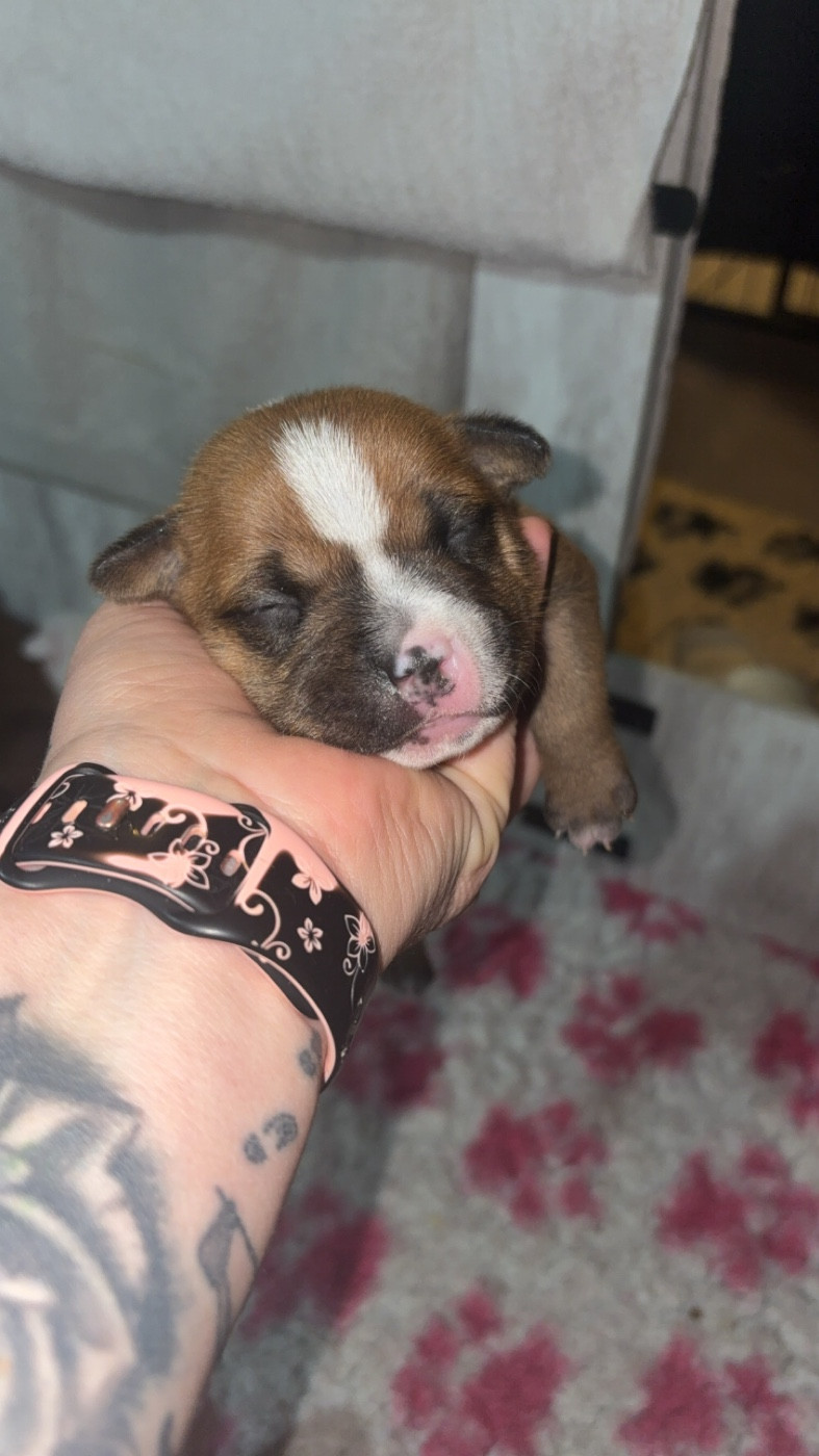 Les Ch'ti Viennois - Chiots disponibles - Staffordshire Bull Terrier