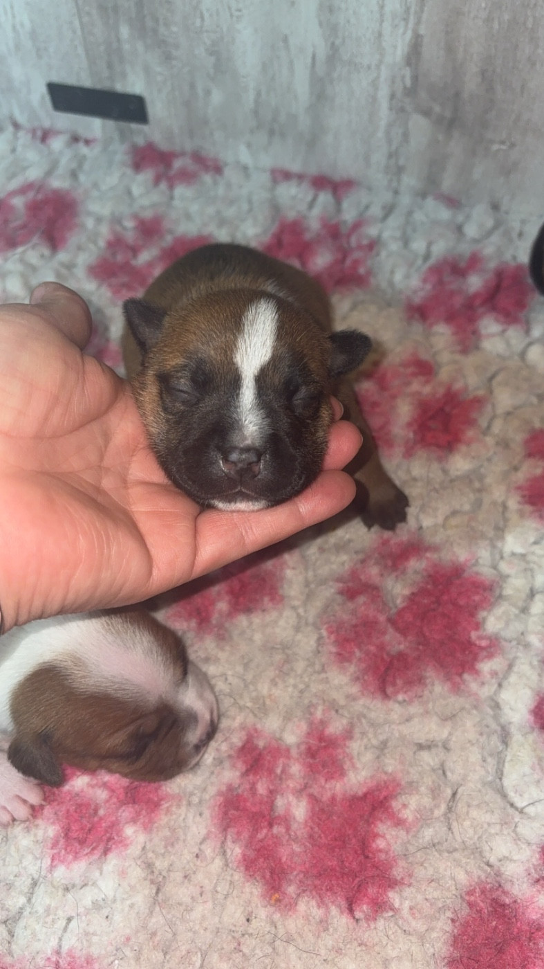 Les Ch'ti Viennois - Chiots disponibles - Staffordshire Bull Terrier