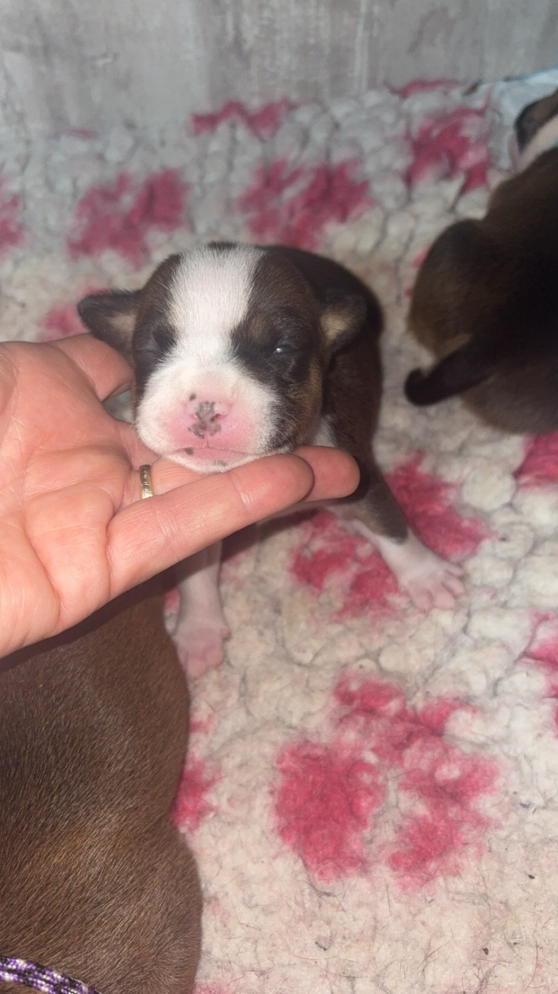 Les Ch'ti Viennois - Chiots disponibles - Staffordshire Bull Terrier