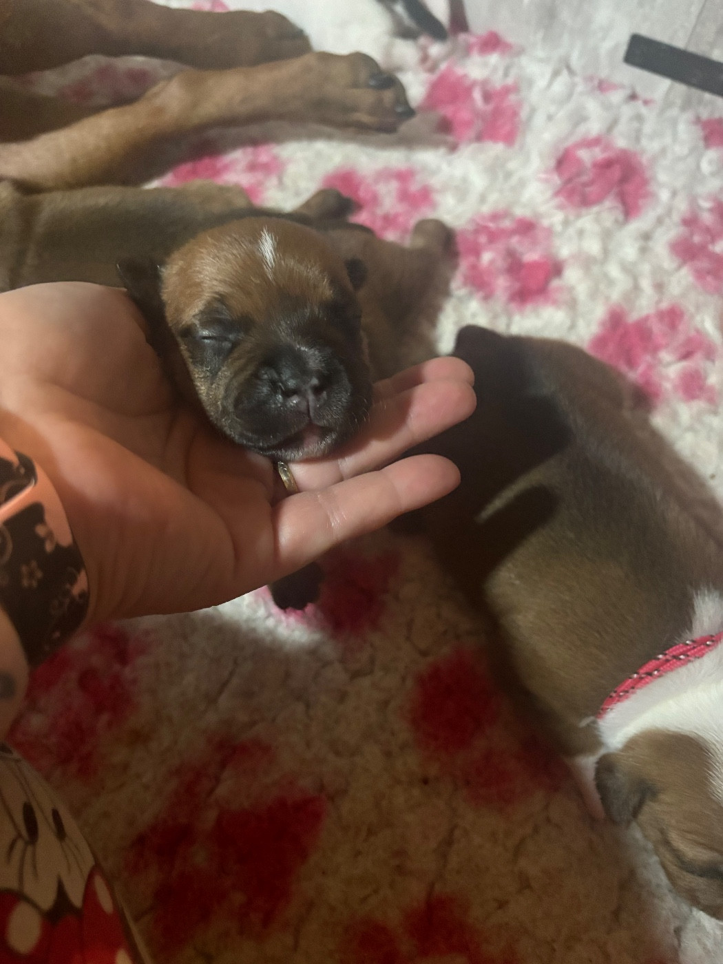 Les Ch'ti Viennois - Chiots disponibles - Staffordshire Bull Terrier