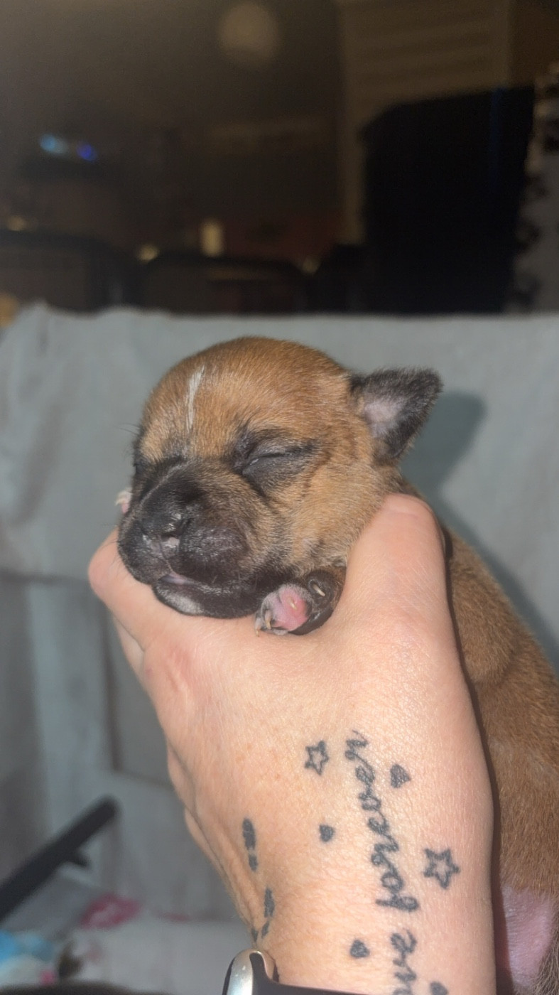 Les Ch'ti Viennois - Chiots disponibles - Staffordshire Bull Terrier