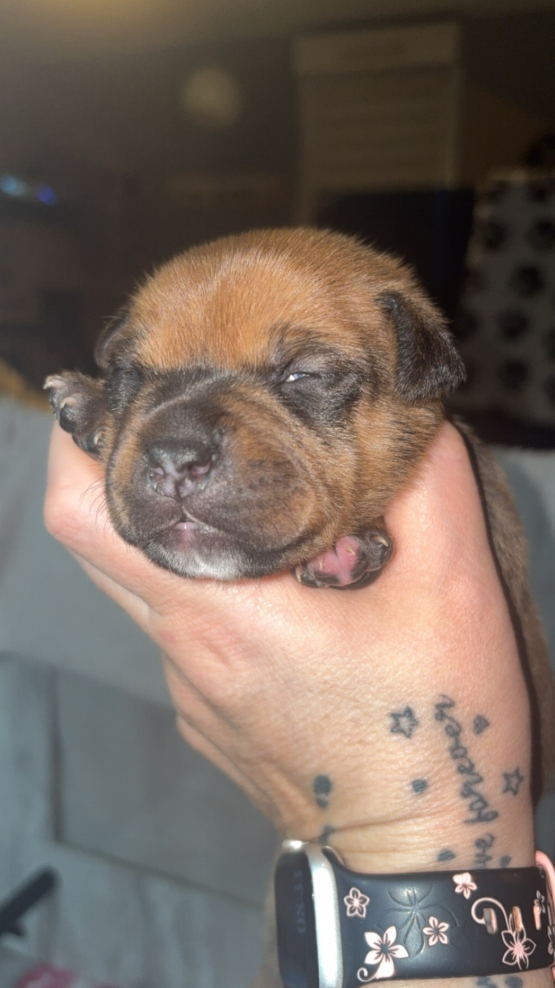Les Ch'ti Viennois - Chiots disponibles - Staffordshire Bull Terrier