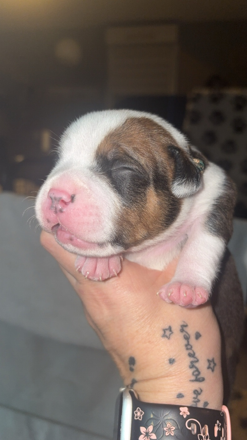 Les Ch'ti Viennois - Chiots disponibles - Staffordshire Bull Terrier