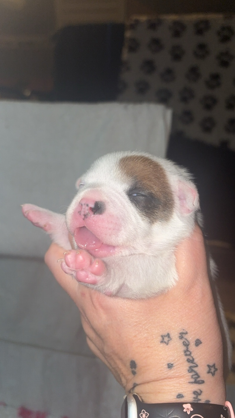 Les Ch'ti Viennois - Chiots disponibles - Staffordshire Bull Terrier