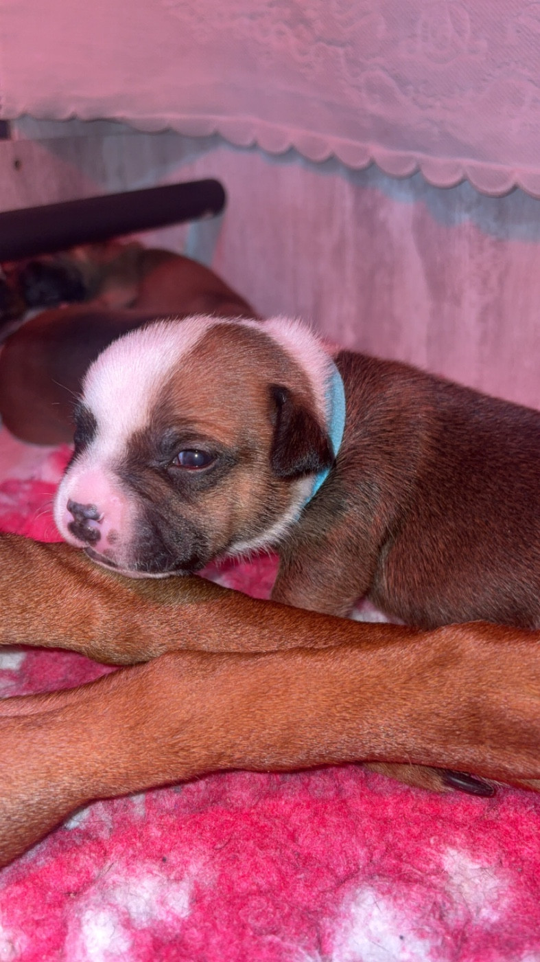 Les Ch'ti Viennois - Chiots disponibles - Staffordshire Bull Terrier