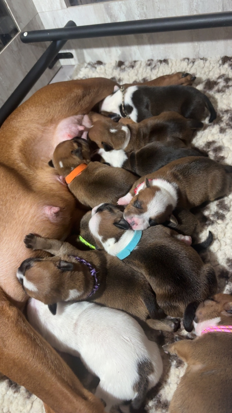 Chiot Staffordshire Bull Terrier Les Ch'ti Viennois