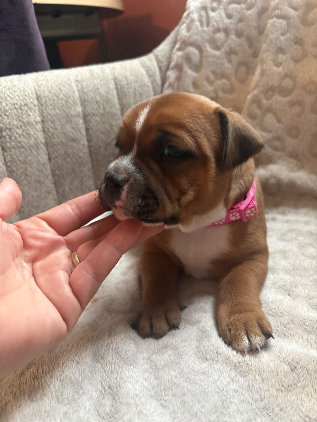 Les Ch'ti Viennois - Chiots disponibles - Staffordshire Bull Terrier