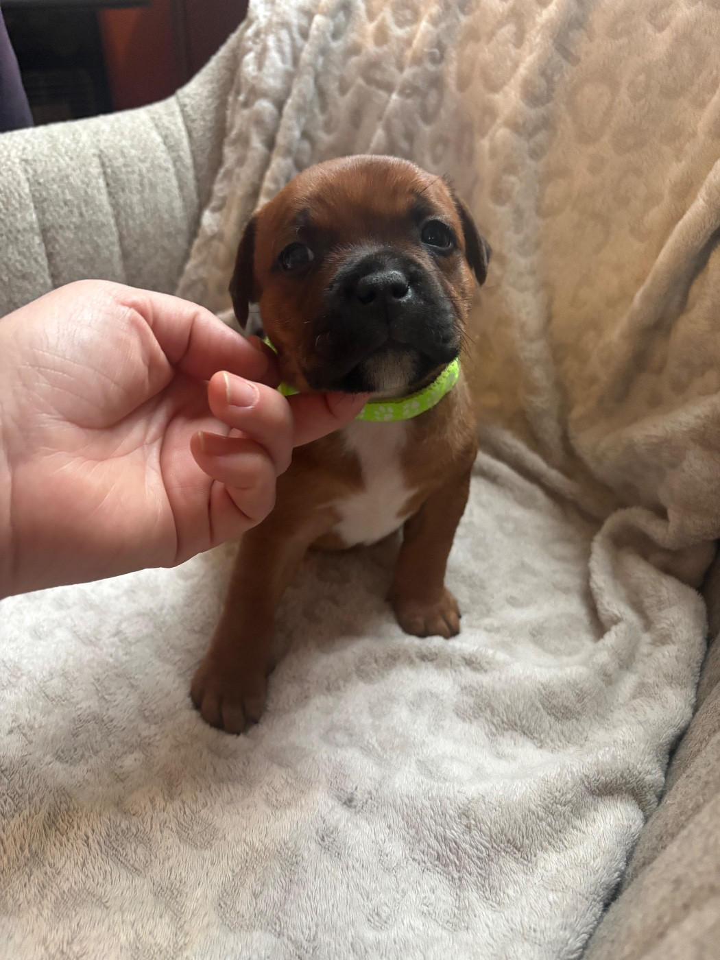 Les Ch'ti Viennois - Chiots disponibles - Staffordshire Bull Terrier