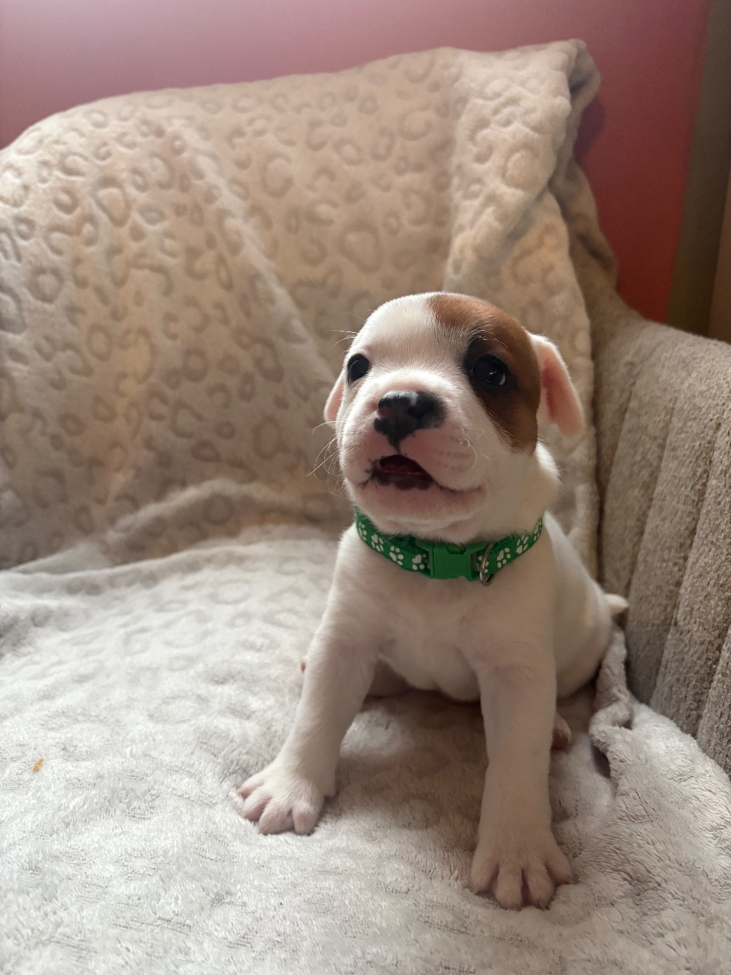 Les Ch'ti Viennois - Chiots disponibles - Staffordshire Bull Terrier