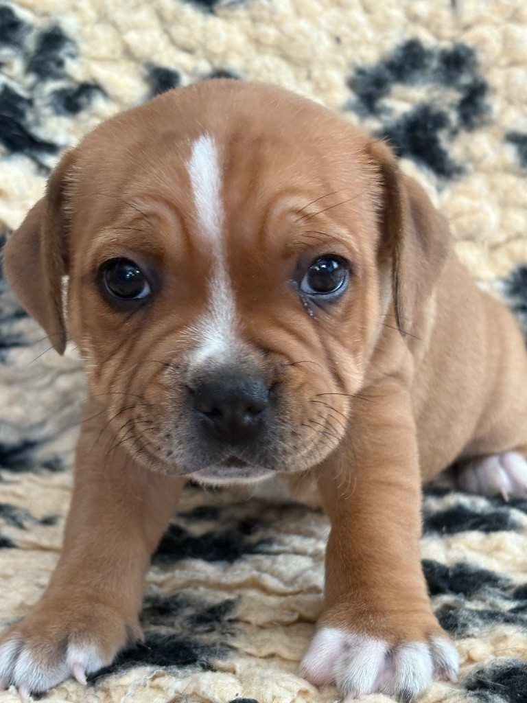 Les Ch'ti Viennois - Staffordshire Bull Terrier - Portée née le 19/08/2025