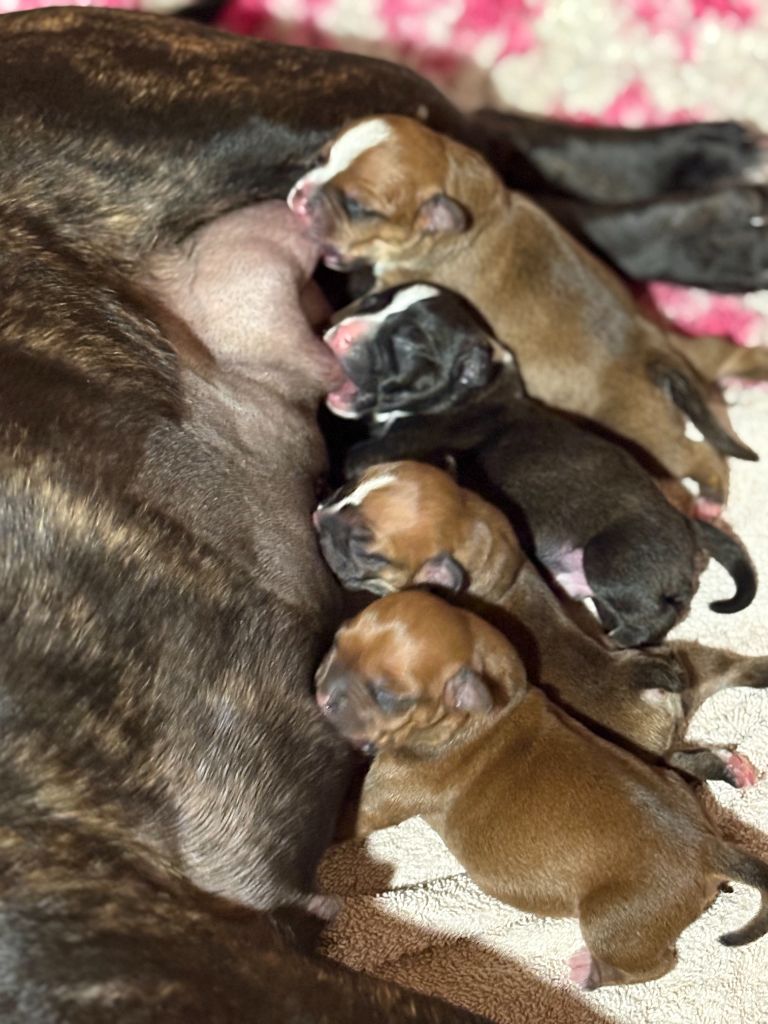 Chiot Staffordshire Bull Terrier Les Ch'ti Viennois