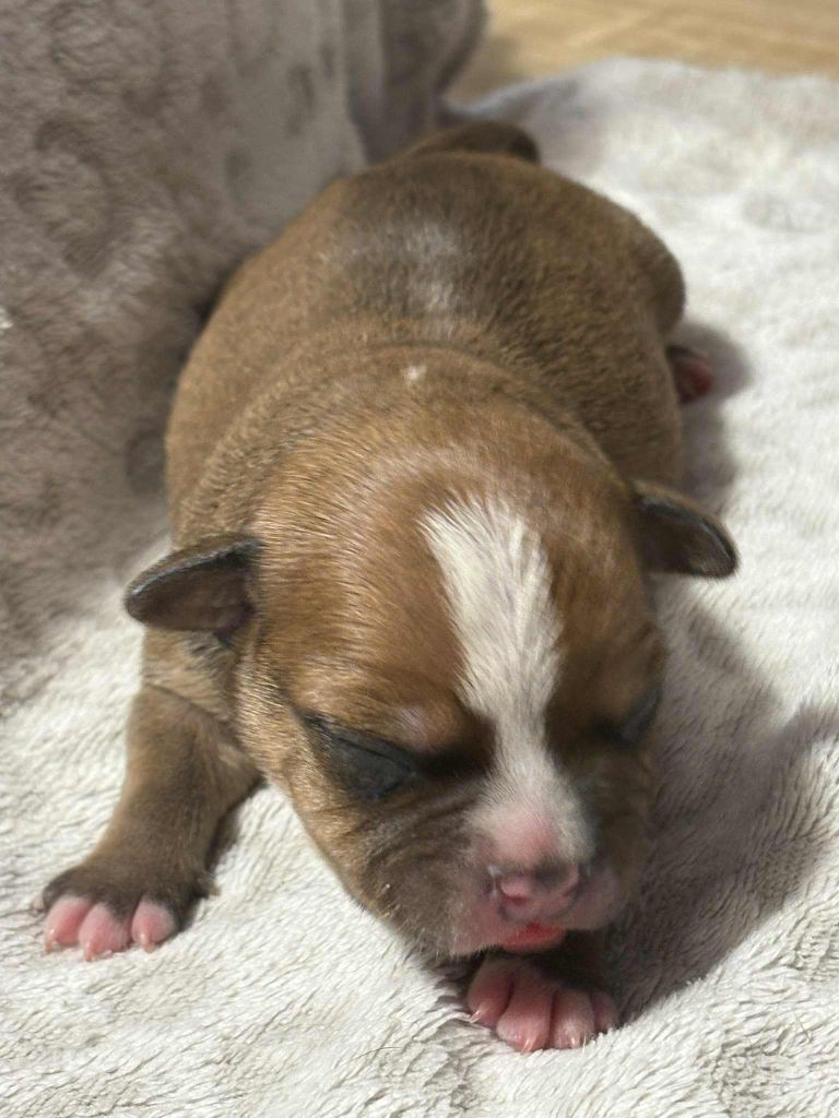 Les Ch'ti Viennois - Chiots disponibles - Staffordshire Bull Terrier