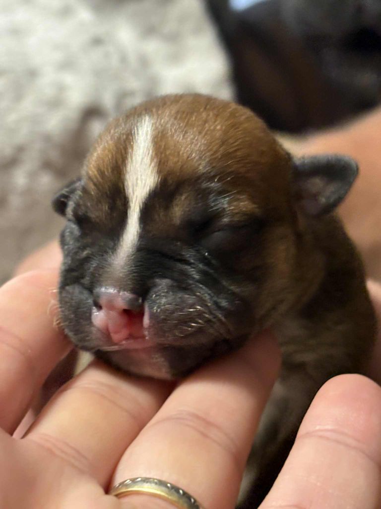 Les Ch'ti Viennois - Chiots disponibles - Staffordshire Bull Terrier