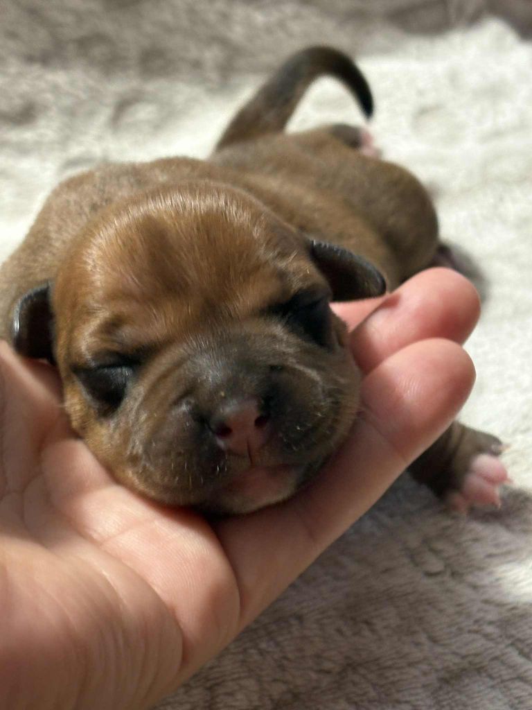Les Ch'ti Viennois - Chiots disponibles - Staffordshire Bull Terrier